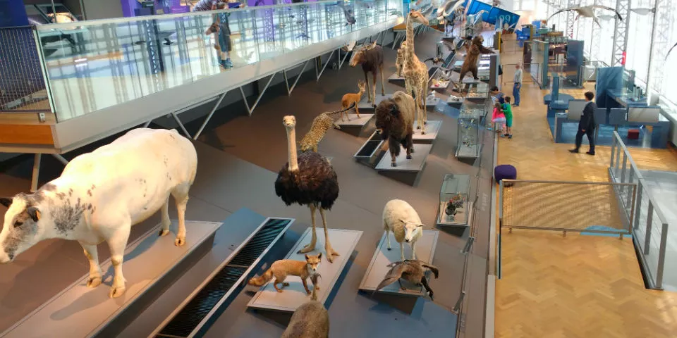 Museo de Ciencias Naturales de Bruselas- Guía de Viaje de Bruselas- Qué hacer en Bruselas con niños
