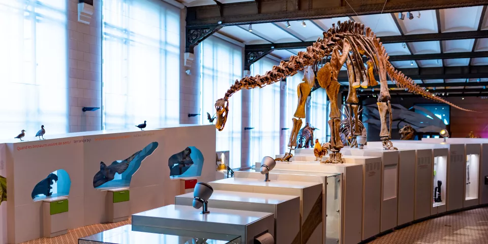 Museo de Ciencias Naturales - Museos de Bruselas - Guía de viaje Bruselas - Buendía Tours