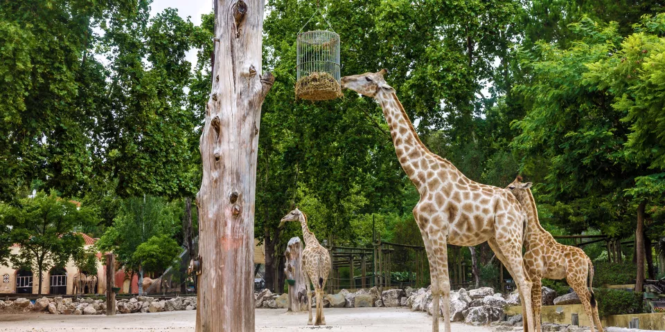 Zoológico de Lisboa - Qué hacer en Lisboa - Guía de Viajes Lisboa - Buendía Tours
