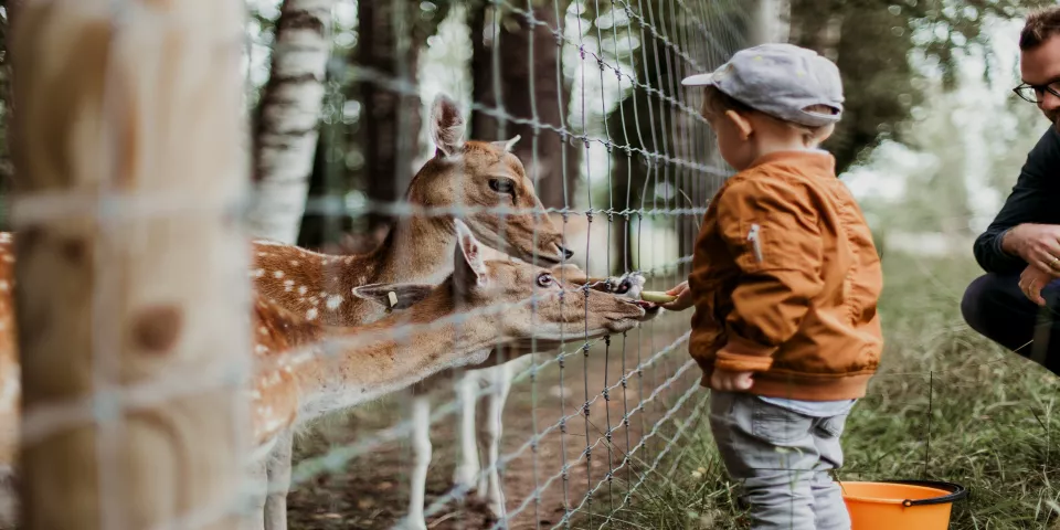 Niño dando de comer a animales en Zoológico - Nueva York con niños - Qué hacer en Nueva York - Guía de Viajes Nueva York - Buendía Tours