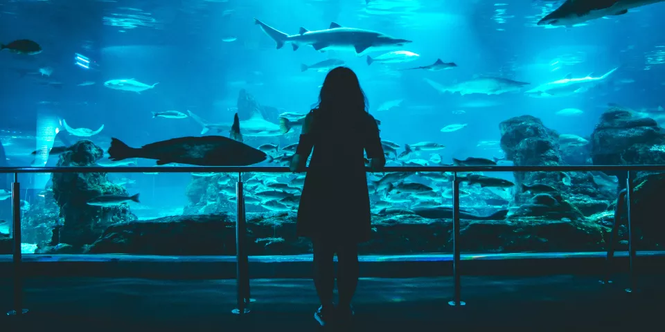 Acuario de Barcelona - Barrio de La Barceloneta - Barrios de Barcelona - Qué ver en Barcelona - Guía de Viajes Barcelona - Buendía Tours